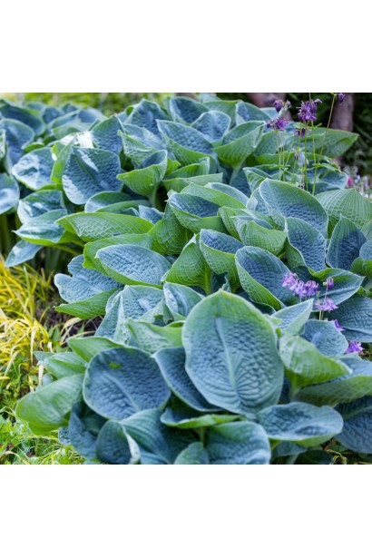 Хоста Біг Дедді опис